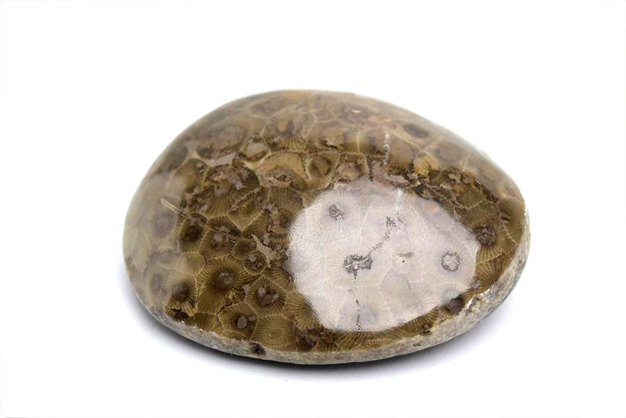 ペトスキーストーン　petoskey stone　ミシガン　オバマ大統領　珊瑚の化石　フォッシルコーラル　天然石　パワーストーン