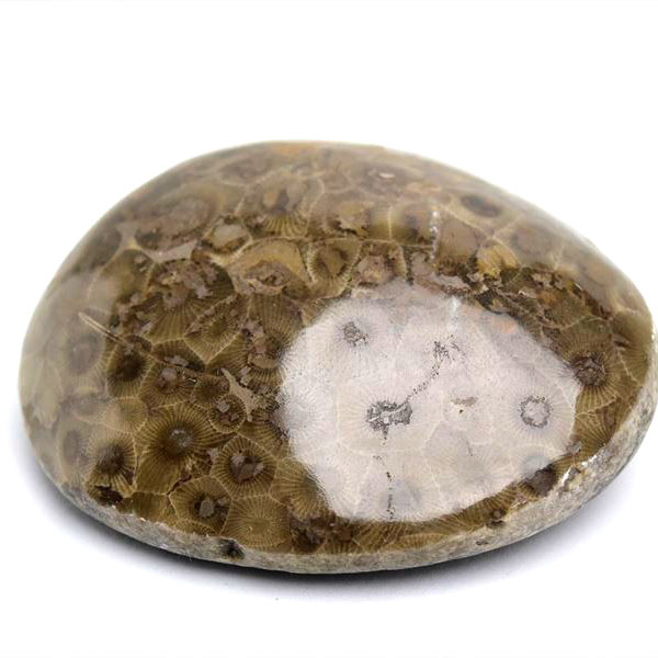 ペトスキーストーン　petoskey stone　ミシガン　オバマ大統領　珊瑚の化石　フォッシルコーラル　天然石　パワーストーン