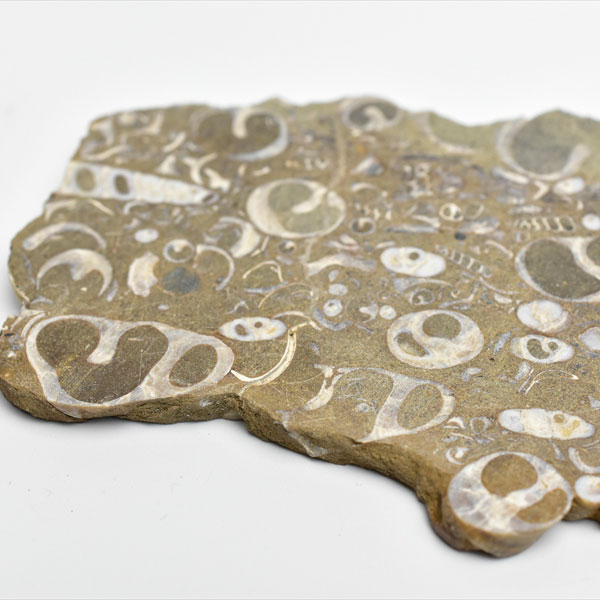 ツリテラ　ツリテラアゲート　巻貝の化石　スライス　プレート　turritella　ワシントン　ルイス　天然石　パワーストーン