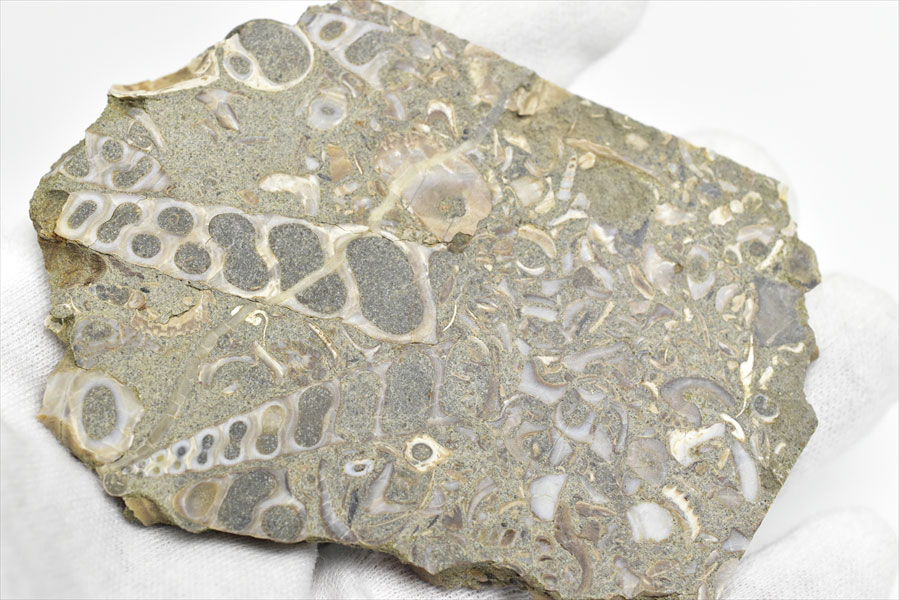 ツリテラ　ツリテラアゲート　巻貝の化石　スライス　プレート　turritella　ワシントン　ルイス　天然石　パワーストーン